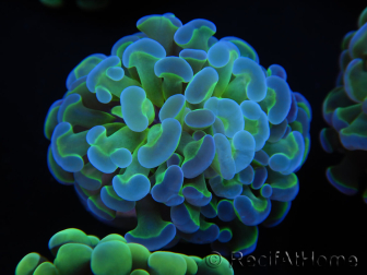 WYSIWYG Euphyllia paraancora Bi-color 2 heads (Mariculture acclimaté sous LED) 4B5