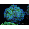 WYSIWYG Euphyllia paraancora Bi-color 2 heads (Mariculture acclimaté sous LED) 4B5