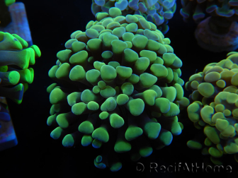 WYSIWYG Euphyllia paraancora (Maricoltura acclimatata sotto LED) 4B6