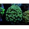 WYSIWYG Euphyllia paraancora (Maricoltura acclimatata sotto LED) 4B6