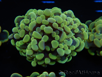 WYSIWYG Euphyllia paraancora Yellow Speckled 2 Teste (Maricultura acclimatata sotto LED) 4C1