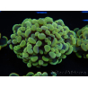 WYSIWYG Euphyllia paraancora Yellow Speckled 2 Teste (Maricultura acclimatata sotto LED) 4C1