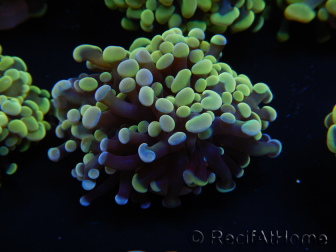 WYSIWYG Euphyllia paraancora (Maricoltura acclimatata sotto LED) 4C2