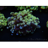 WYSIWYG Euphyllia paraancora (Mariculture acclimaté sous LED) 4C2