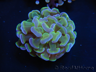 WYSIWYG Euphyllia paraancora Yellow Speckeled 2 Heads (Mariculture acclimaté sous LED) 4C3