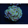 WYSIWYG Euphyllia paraancora Yellow Speckled 2 Cabezas (Maricultura aclimatada bajo LED) 4C3