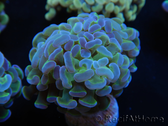 WYSIWYG Euphyllia paraancora Yellow Speckeled 2 heads (Mariculture acclimaté sous LED) 4C5