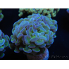 WYSIWYG Euphyllia paraancora Yellow Speckeled 2 heads (Mariculture acclimaté sous LED) 4C5