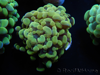 WYSIWYG Euphyllia paraancora Bi-color (Mariculture acclimaté sous LED) 4C6