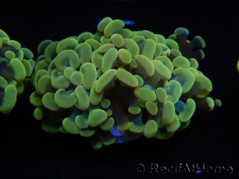 WYSIWYG Euphyllia paraancora (Maricultura acclimatata sotto LED) 4D1