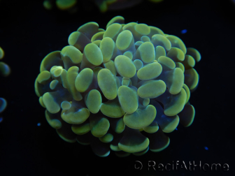 WYSIWYG Euphyllia paraancora Bi-color 2 teste (Maricoltura acclimatata sotto LED) 4D2