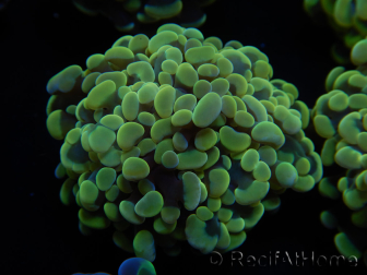 WYSIWYG Euphyllia paraancora Bi-color 2 heads (Mariculture acclimaté sous LED) 4D3