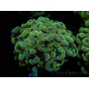 WYSIWYG Euphyllia paraancora Bi-color 2 heads (Mariculture acclimaté sous LED) 4D3