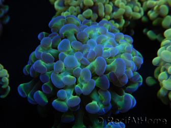 WYSIWYG Euphyllia paraancora Sungold (LED-acclimated mariculture) 4D4