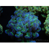 WYSIWYG Euphyllia paraancora Sungold (LED-acclimated mariculture) 4D4