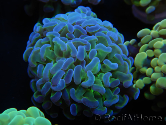 WYSIWYG Euphyllia paraancora Bi-colore (Maricoltura acclimatata sotto LED) 4D5