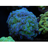 WYSIWYG Euphyllia paraancora Bi-colore (Maricoltura acclimatata sotto LED) 4D5