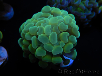 WYSIWYG Euphyllia paraancora Bi-color (Mariculture acclimaté sous LED) 4D6