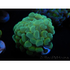 WYSIWYG Euphyllia paraancora Bi-color (Mariculture acclimaté sous LED) 4D6