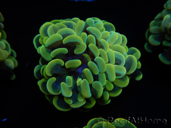 WYSIWYG Euphyllia paraancora (Maricultura acclimatata sotto LED) 4E1