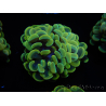 WYSIWYG Euphyllia paraancora (Mariculture acclimaté sous LED) 4E1