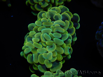 WYSIWYG Euphyllia paraancora (Mariculture acclimaté sous LED) 4E2