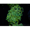 WYSIWYG Euphyllia paraancora (Mariculture acclimaté sous LED) 4E2