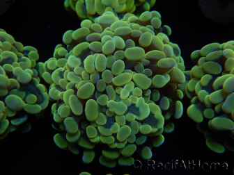 WYSIWYG Euphyllia paraancora (Mariculture acclimated under LED) 4E3