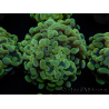 WYSIWYG Euphyllia paraancora Sungold (Maricultura aclimatada bajo LED) 4E3