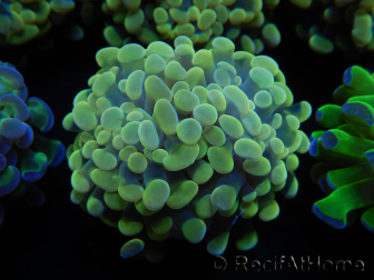 WYSIWYG Euphyllia paraancora Holograma (Maricultura aclimatada bajo LED) 4E4