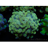 WYSIWYG Euphyllia paraancora Hologramma (Maricultura acclimatata sotto LED) 4E4