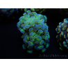 WYSIWYG Euphyllia paraancora Yellorange 2 Heads (Mariculture acclimated under LED) 4E6