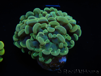 WYSIWYG Euphyllia paraancora Bi-color (Mariculture acclimaté sous LED) 4F1