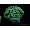 WYSIWYG Euphyllia paraancora Bi-color (Mariculture acclimaté sous LED) 4F1