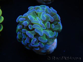 WYSIWYG Euphyllia paraancora 2 teste (Maricoltura acclimatata sotto LED) 4F2