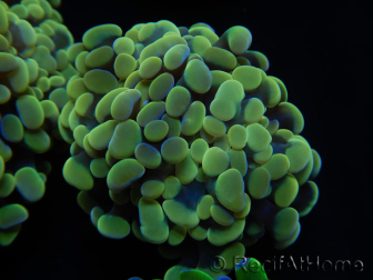 WYSIWYG Euphyllia paraancora Hologramma (Maricoltura acclimatata sotto LED) 4F3