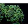 WYSIWYG Euphyllia paraancora Hologram (Mariculture acclimaté sous LED) 4F3