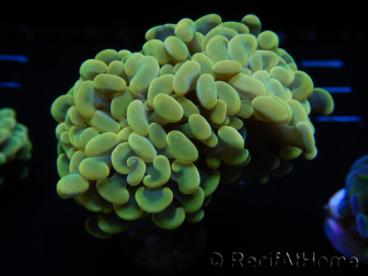 WYSIWYG Euphyllia paraancora (Maricultura aclimatada bajo LED) 4G1