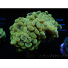 WYSIWYG Euphyllia paraancora (Maricultura aclimatada bajo LED) 4G1