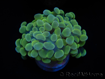 WYSIWYG Euphyllia paraancora Bi-color (Mariculture acclimaté sous LED) 4G2