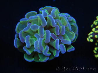 WYSIWYG Euphyllia paraancora Yellorange (Maricultura aclimatada bajo LED) 4H1