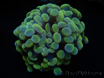 WYSIWYG Euphyllia paraancora Bi-color (Maricultura aclimatada bajo LED) 4H2