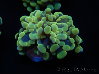 WYSIWYG Euphyllia paraancora Bi-color 2 heads (Mariculture acclimaté sous LED) 4H3