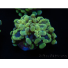 WYSIWYG Euphyllia paraancora Bi-color (Mariculture acclimaté sous LED) 4H3