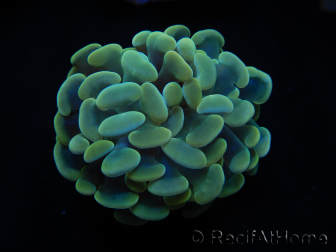 WYSIWYG Euphyllia paraancora Sungold (Mariculture acclimated under LED) 4H4