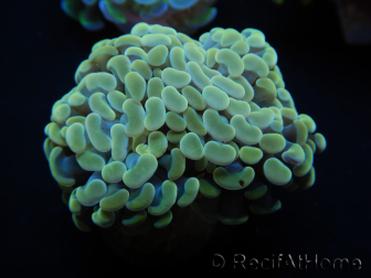 WYSIWYG Euphyllia paraancora (Mariculture acclimaté sous LED) 4H6