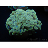 WYSIWYG Euphyllia paraancora (Mariculture acclimaté sous LED) 4H6