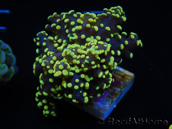 WYSIWYG Euphyllia yaeyamaensis Yellow Ultra (Mariculture acclimaté sous LED) 10I1