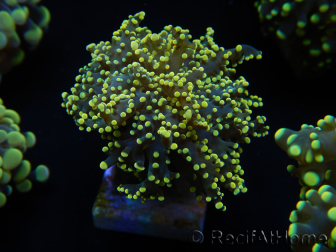 WYSIWYG Euphyllia yaeyamaensis Yellow/Orange Ultra (Mariculture acclimaté sous LED) 10I2