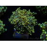 WYSIWYG Euphyllia yaeyamaensis Yellow/Orange Ultra (Mariculture acclimaté sous LED) 10I2